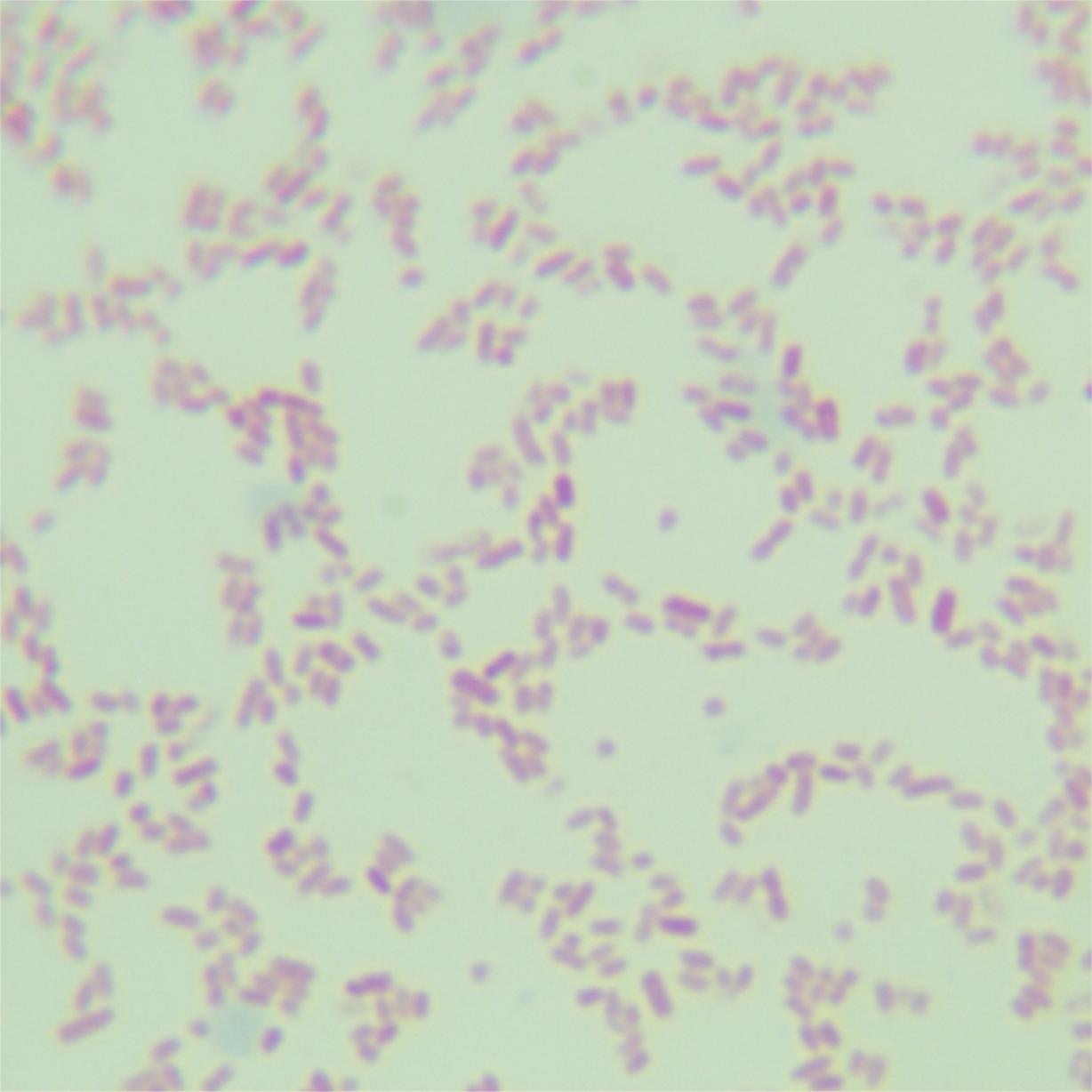 Marsilium plantarum-BNCC