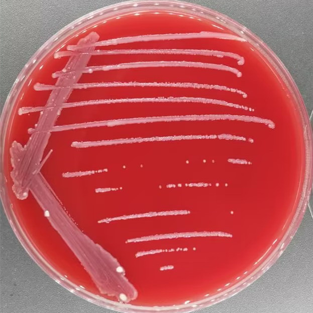 Tea mixed bacteria-BNCC