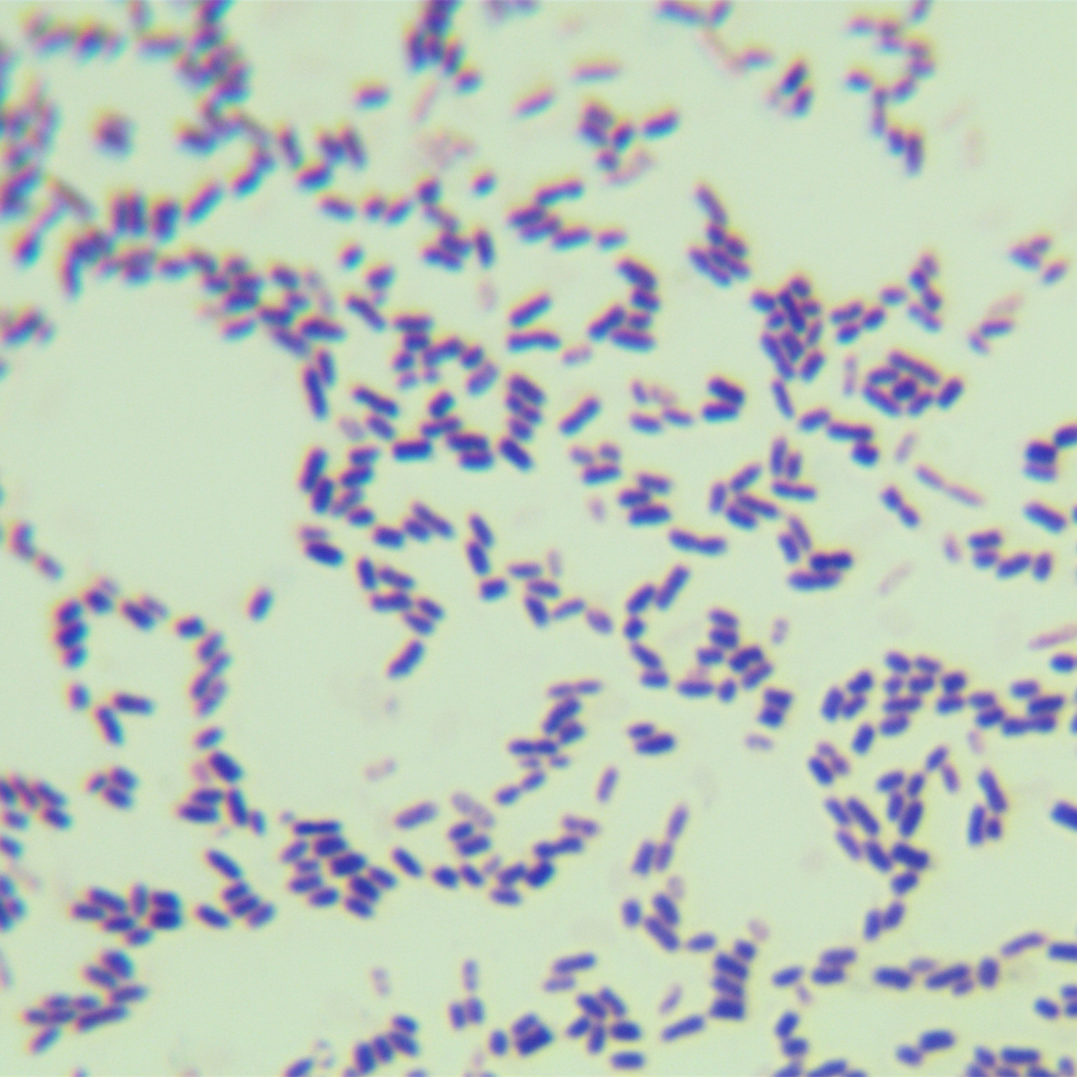 Tea mixed bacteria-BNCC