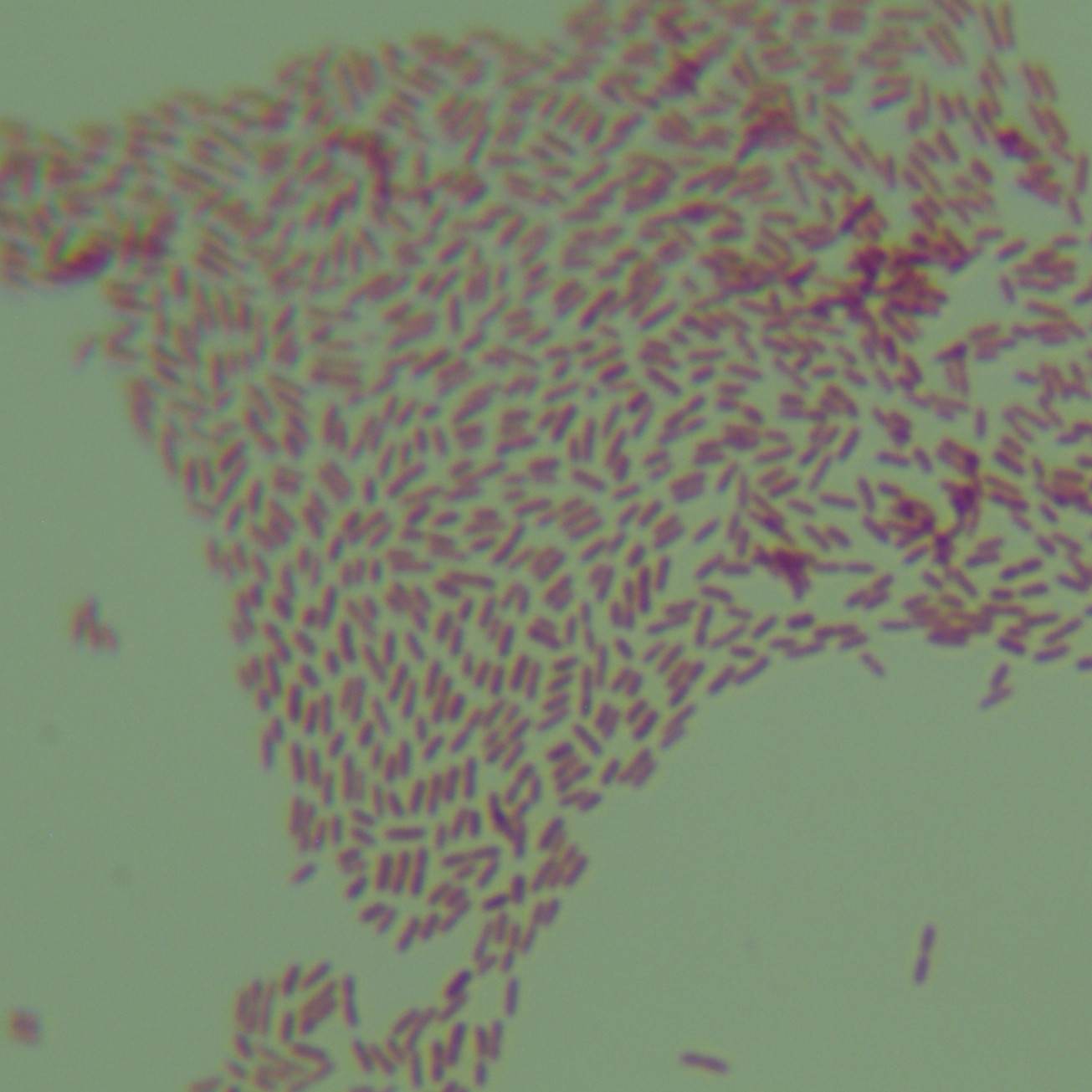 Short celled bacteria-BNCC