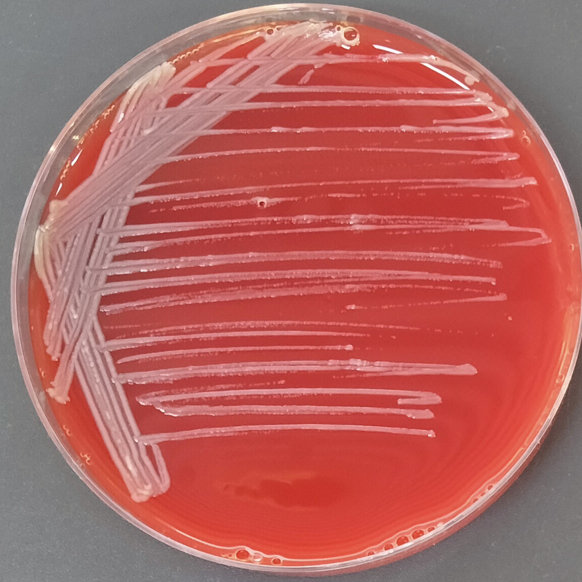 Short celled bacteria-BNCC