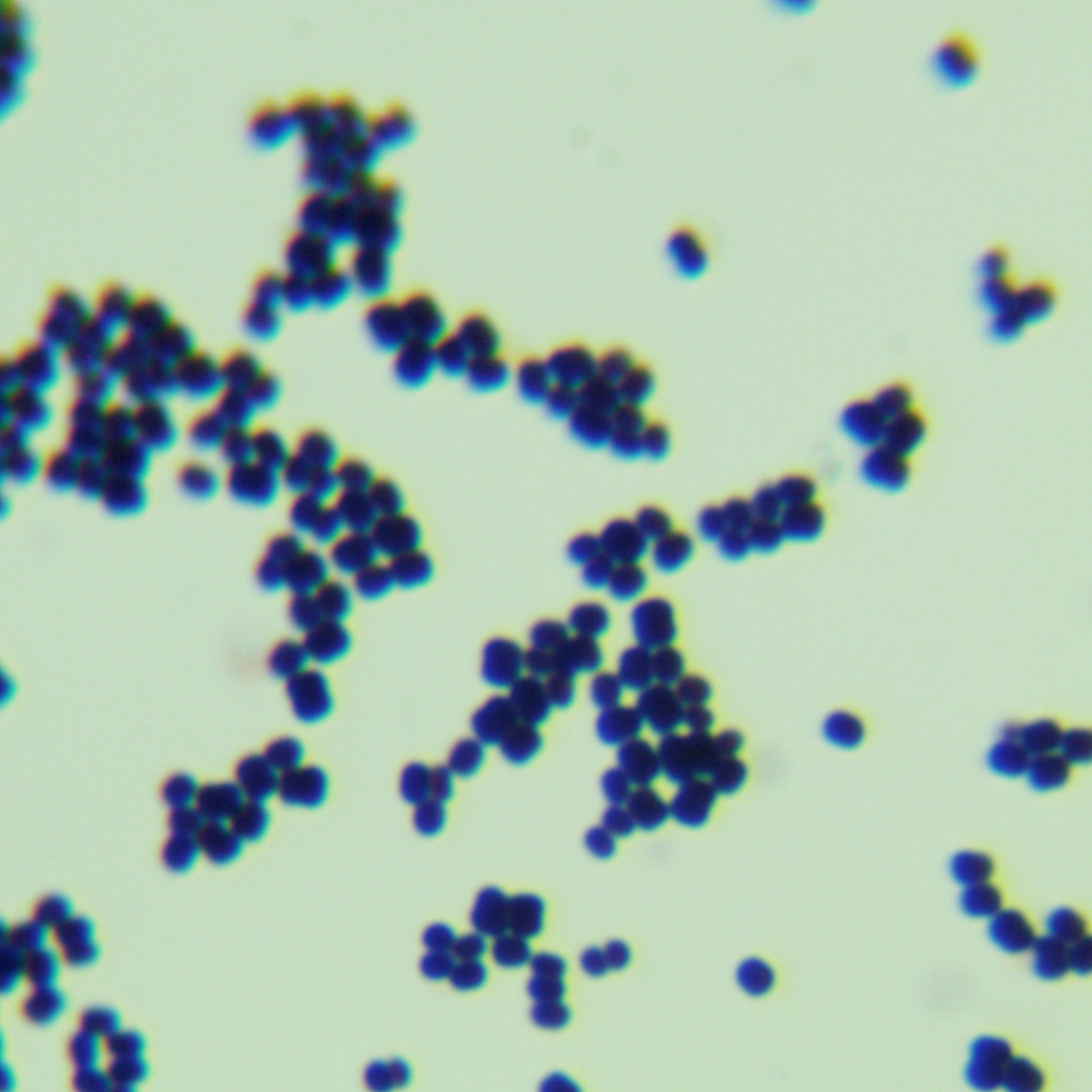 Staphylococcus aureus-BNCC