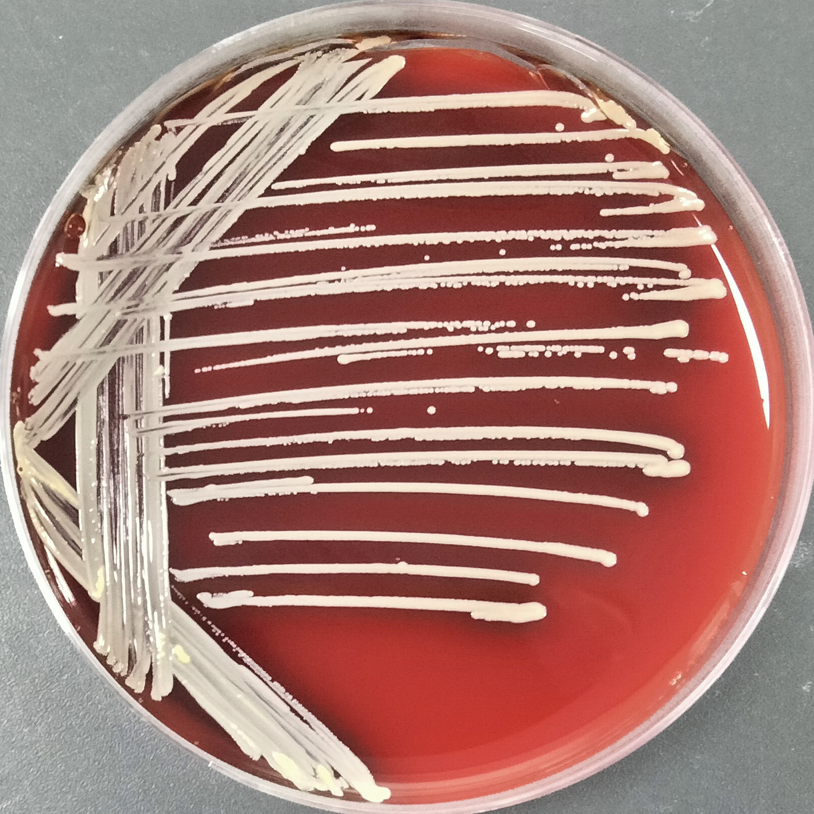 Staphylococcus aureus-BNCC