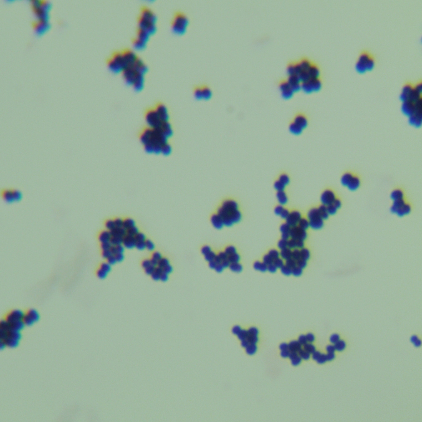 Staphylococcus canis-BNCC