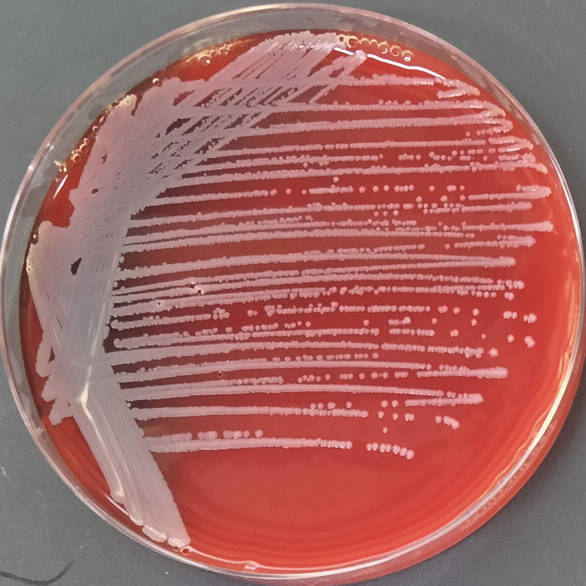 Staphylococcus canis-BNCC