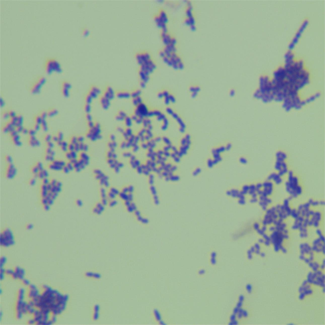 Streptococcus pyogenes-BNCC