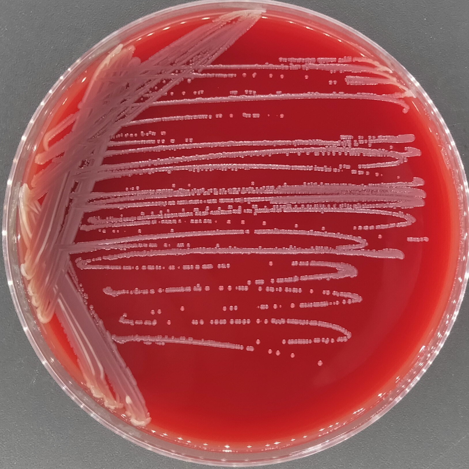 Twin Acinetobacter-BNCC