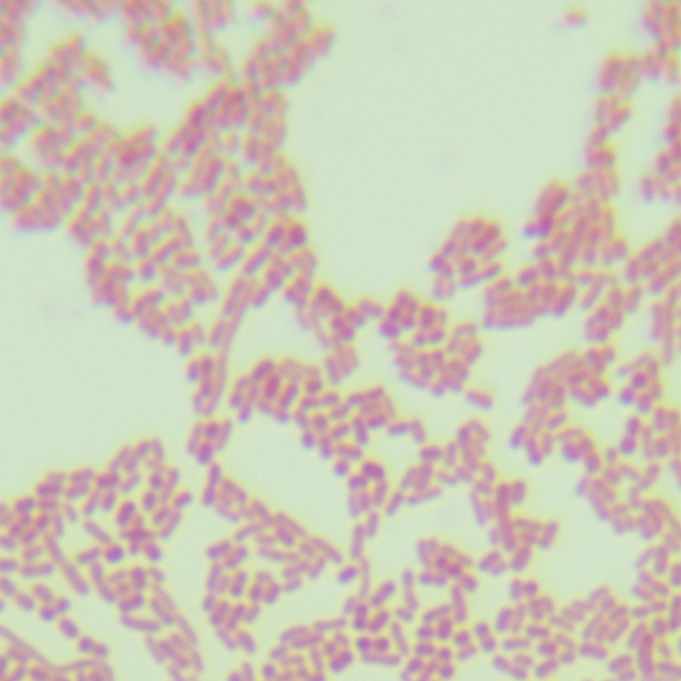 Twin Acinetobacter-BNCC