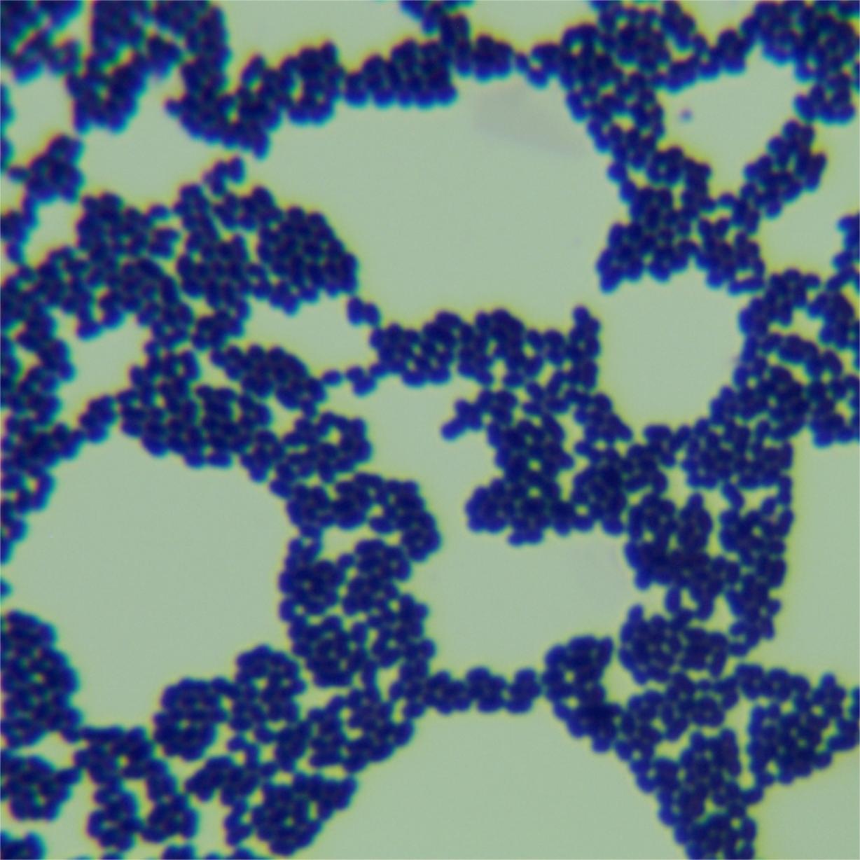 Streptococcus pyogenes-BNCC
