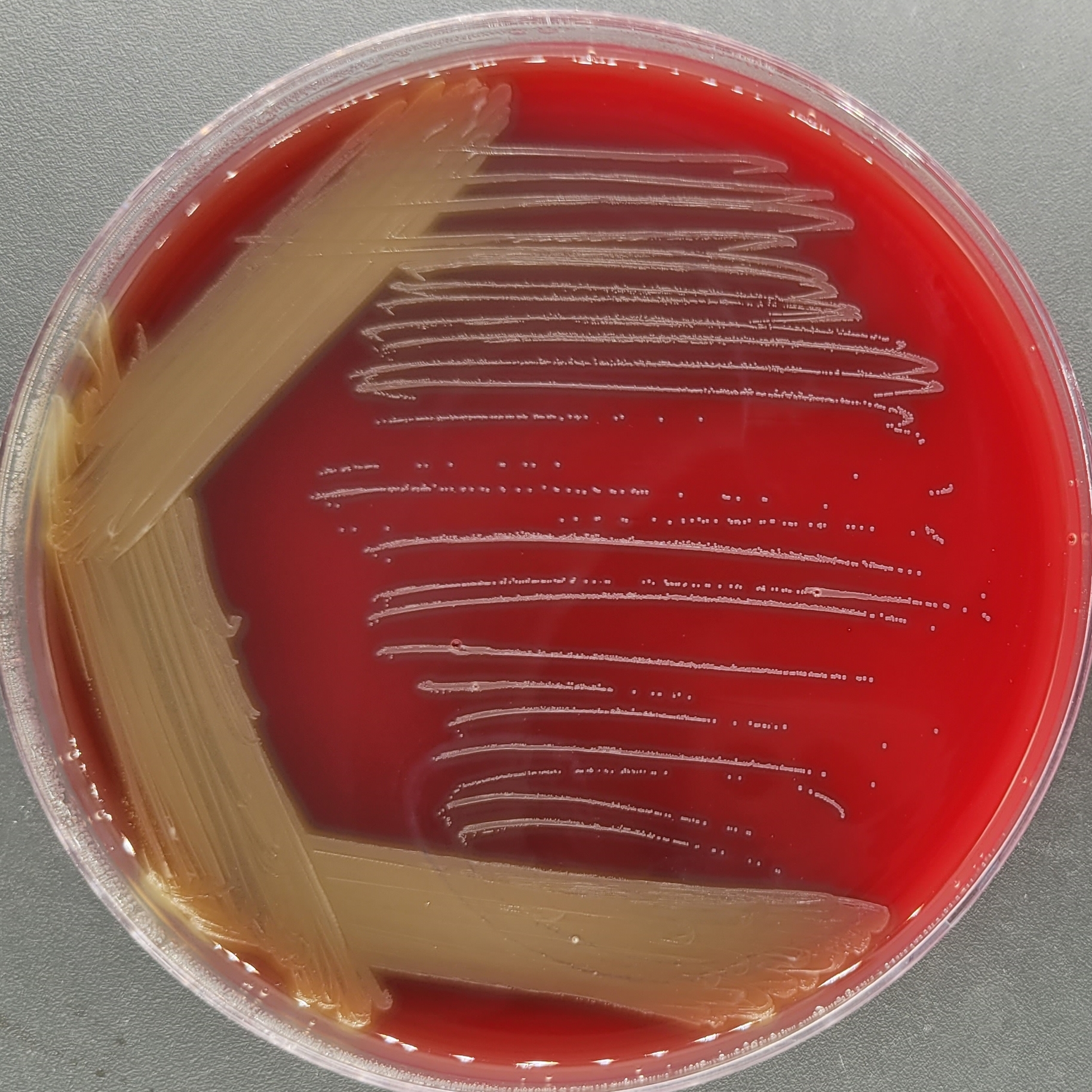 Streptococcus suis-BNCC