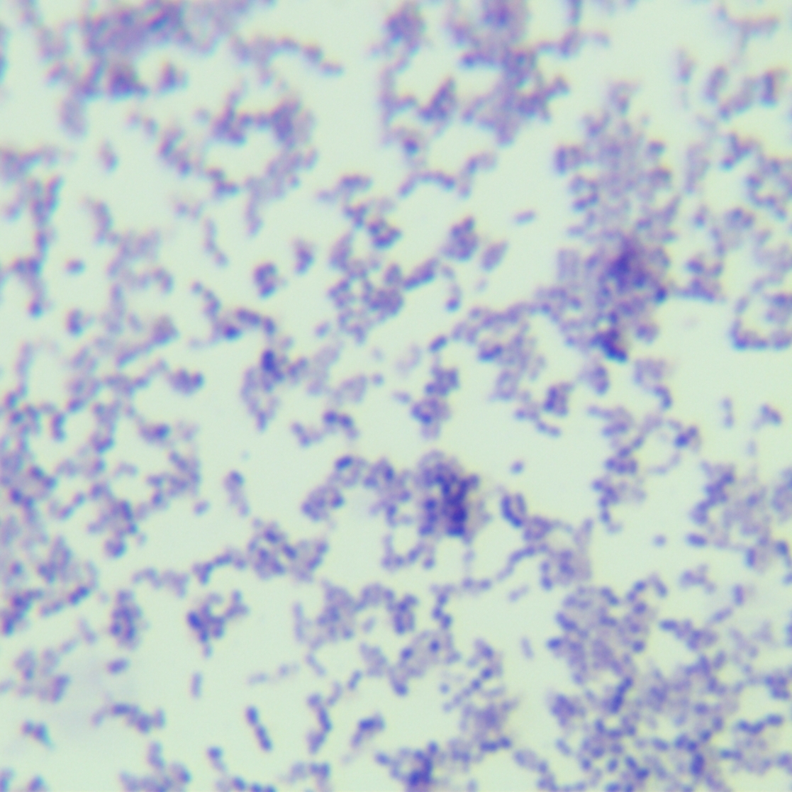 Streptococcus suis-BNCC