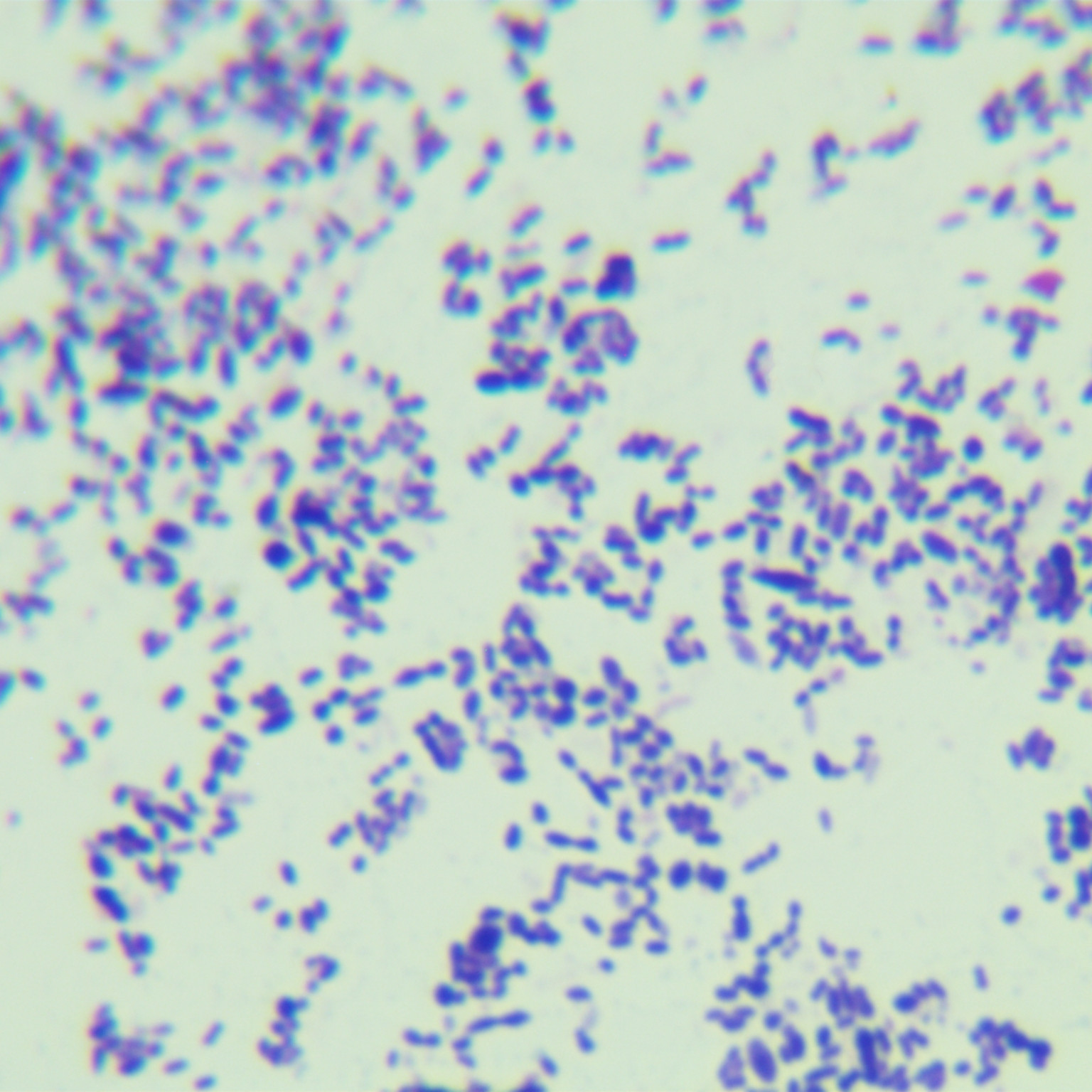 Microcystis-BNCC