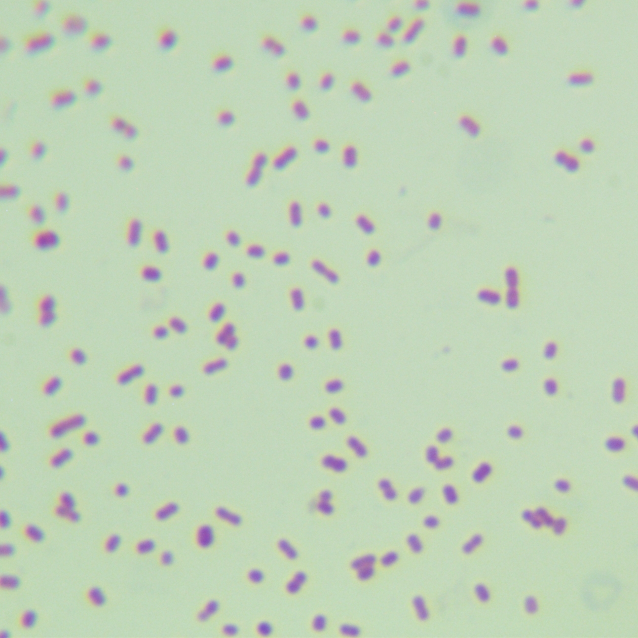 Acinetobacter baumannii-BNCC