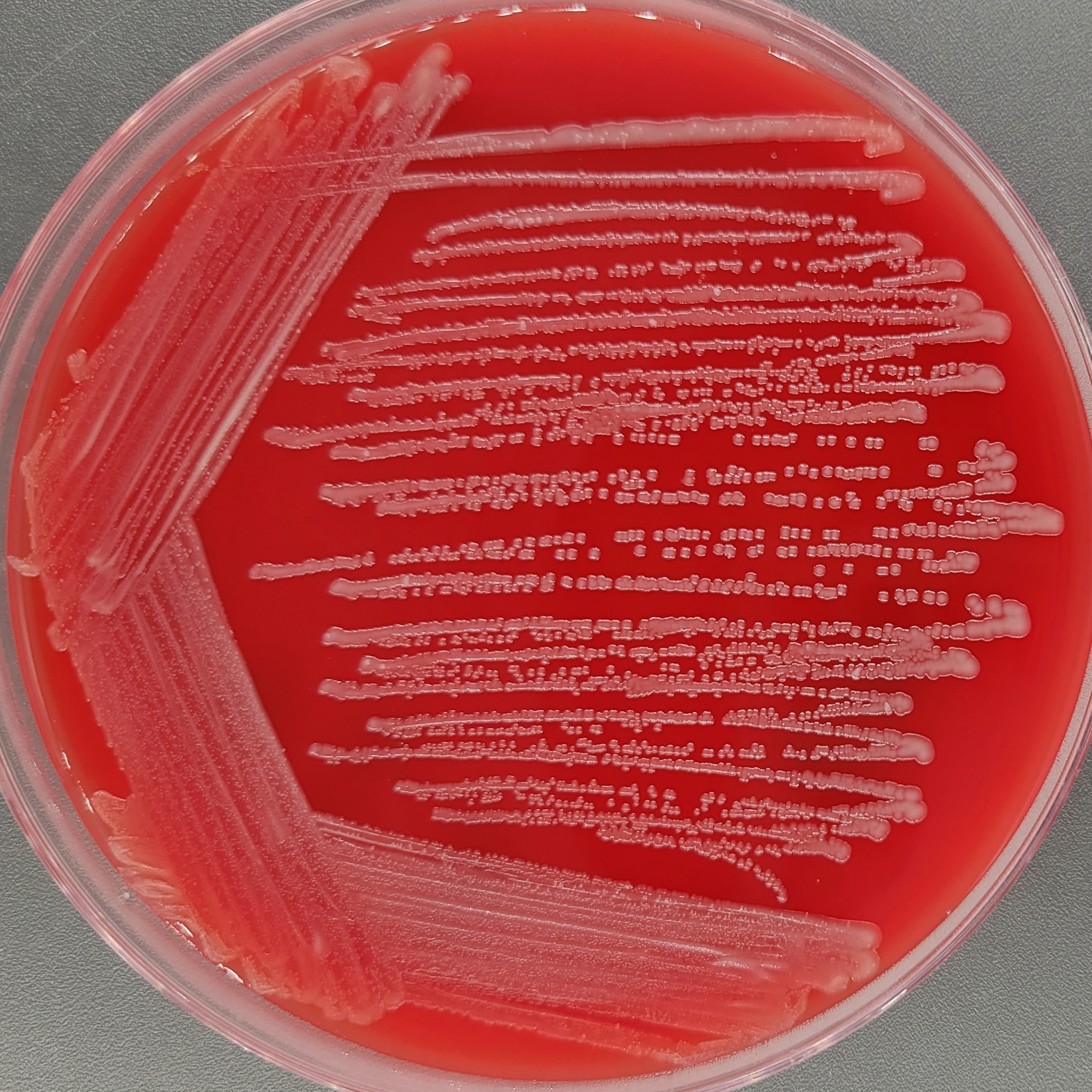 Sichuan Acinetobacter-BNCC