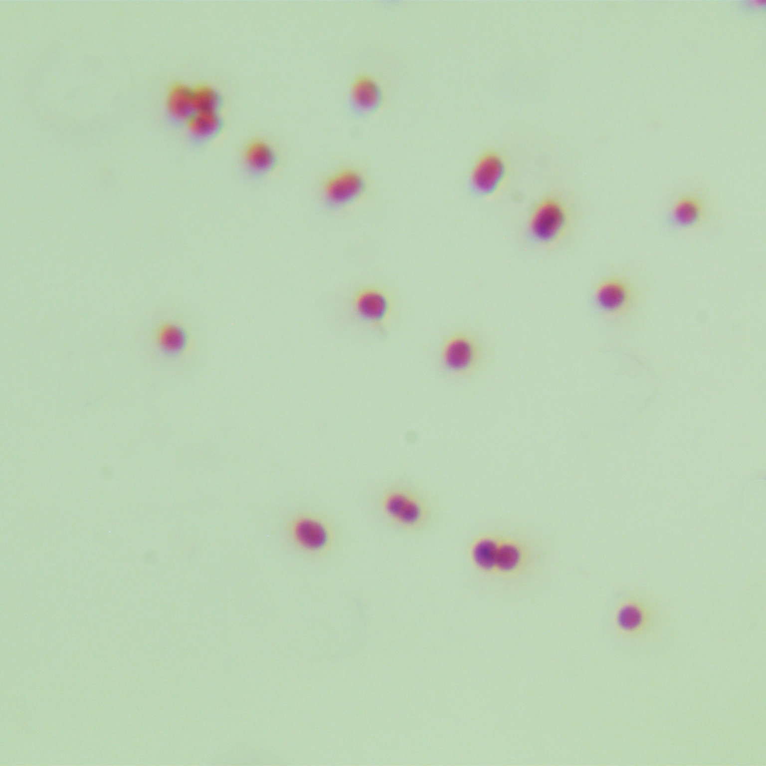 Sichuan Acinetobacter-BNCC