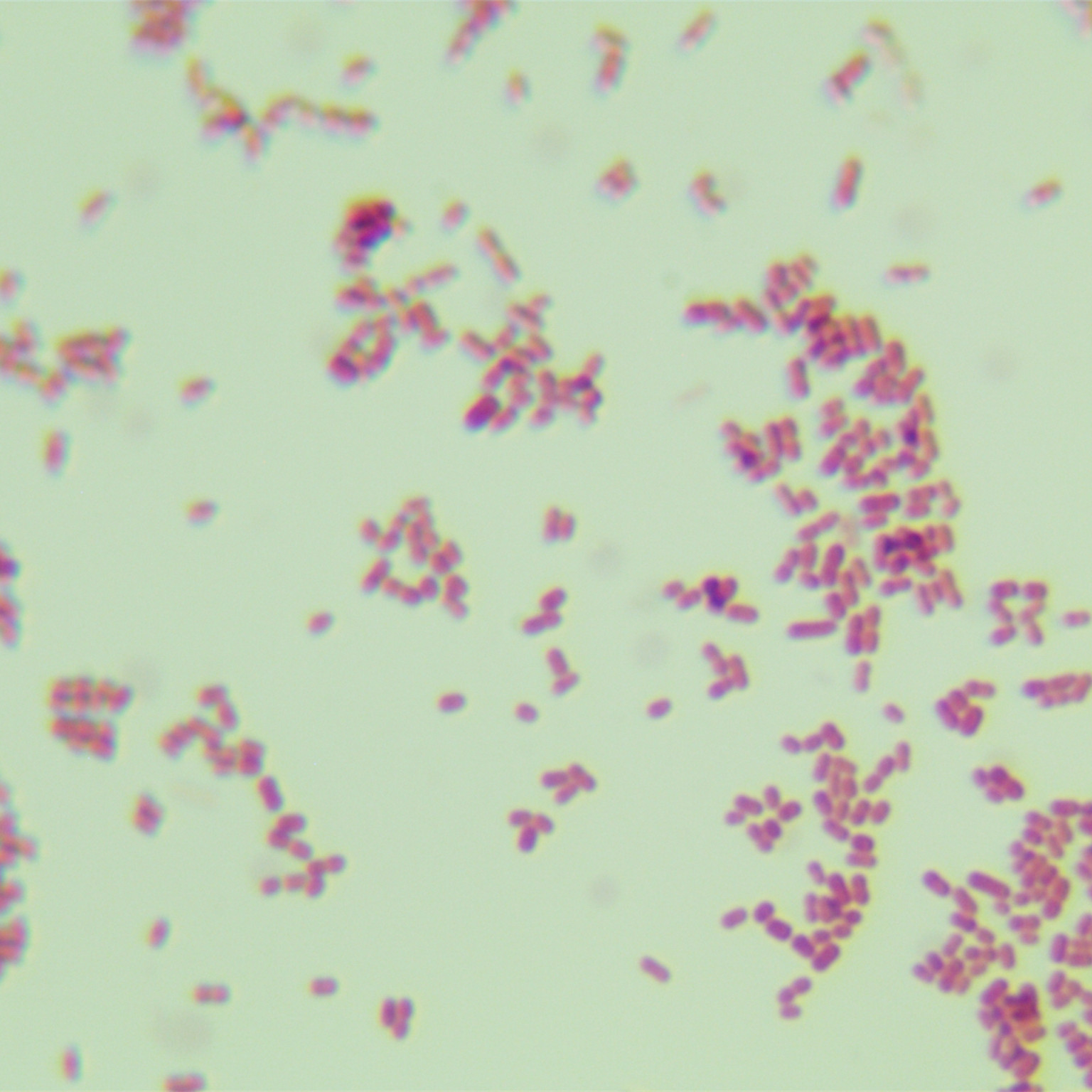 Wuhou Acinetobacter-BNCC