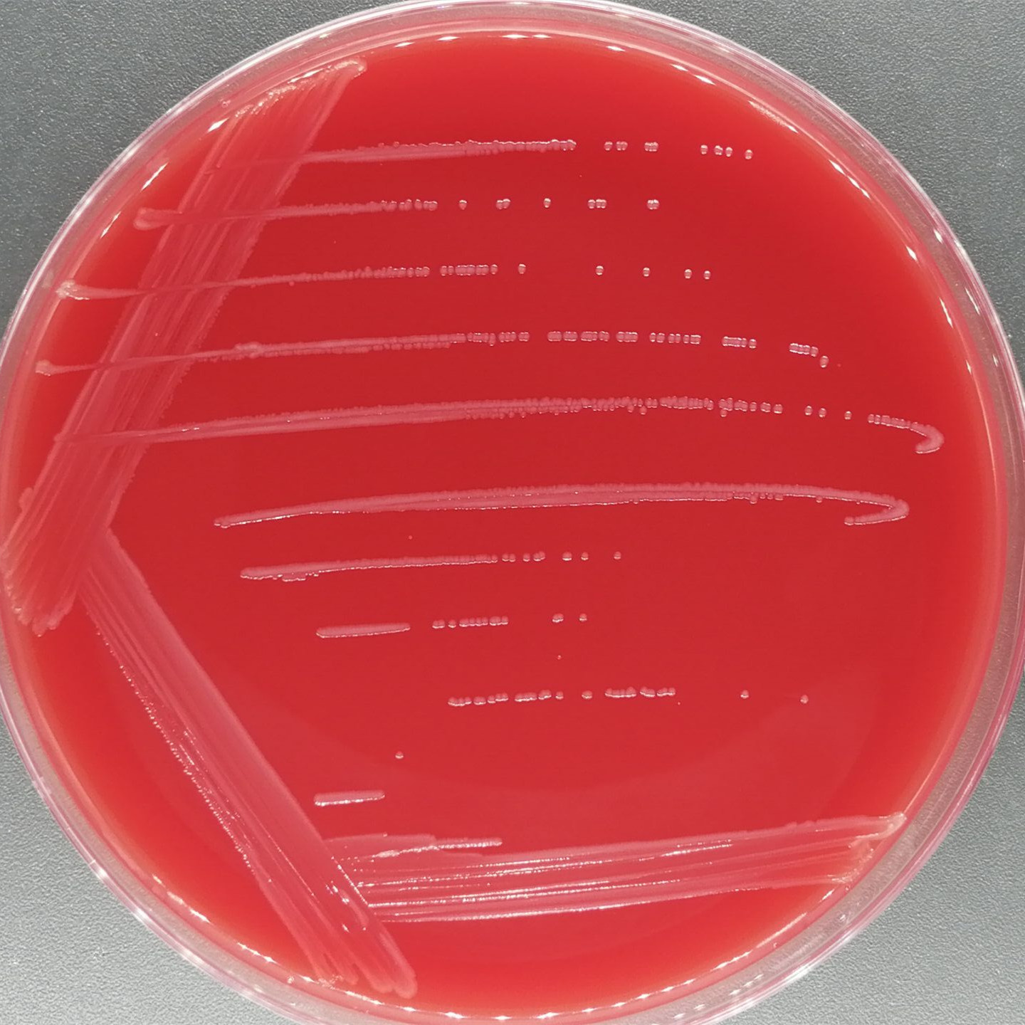 Cumulus Acinetobacter-BNCC