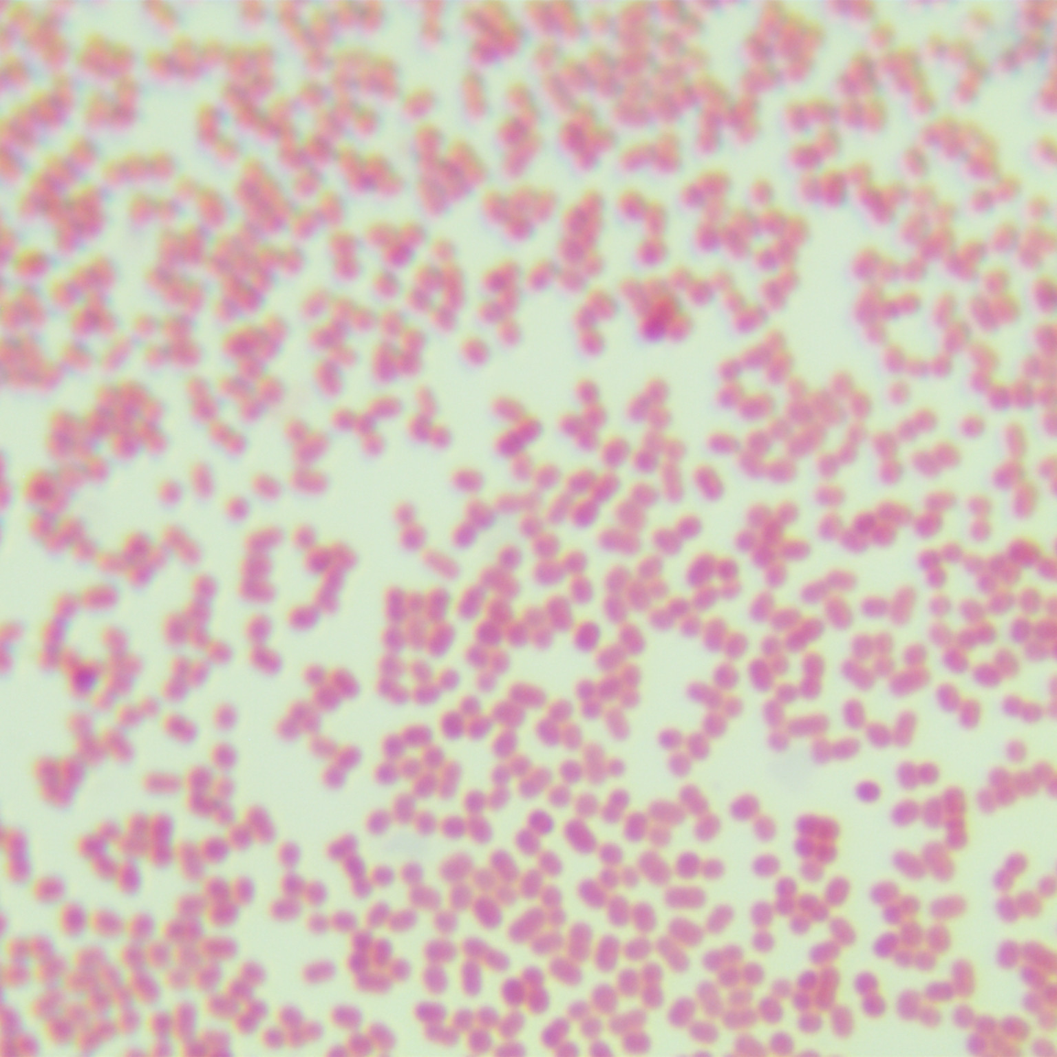 Cumulus Acinetobacter-BNCC