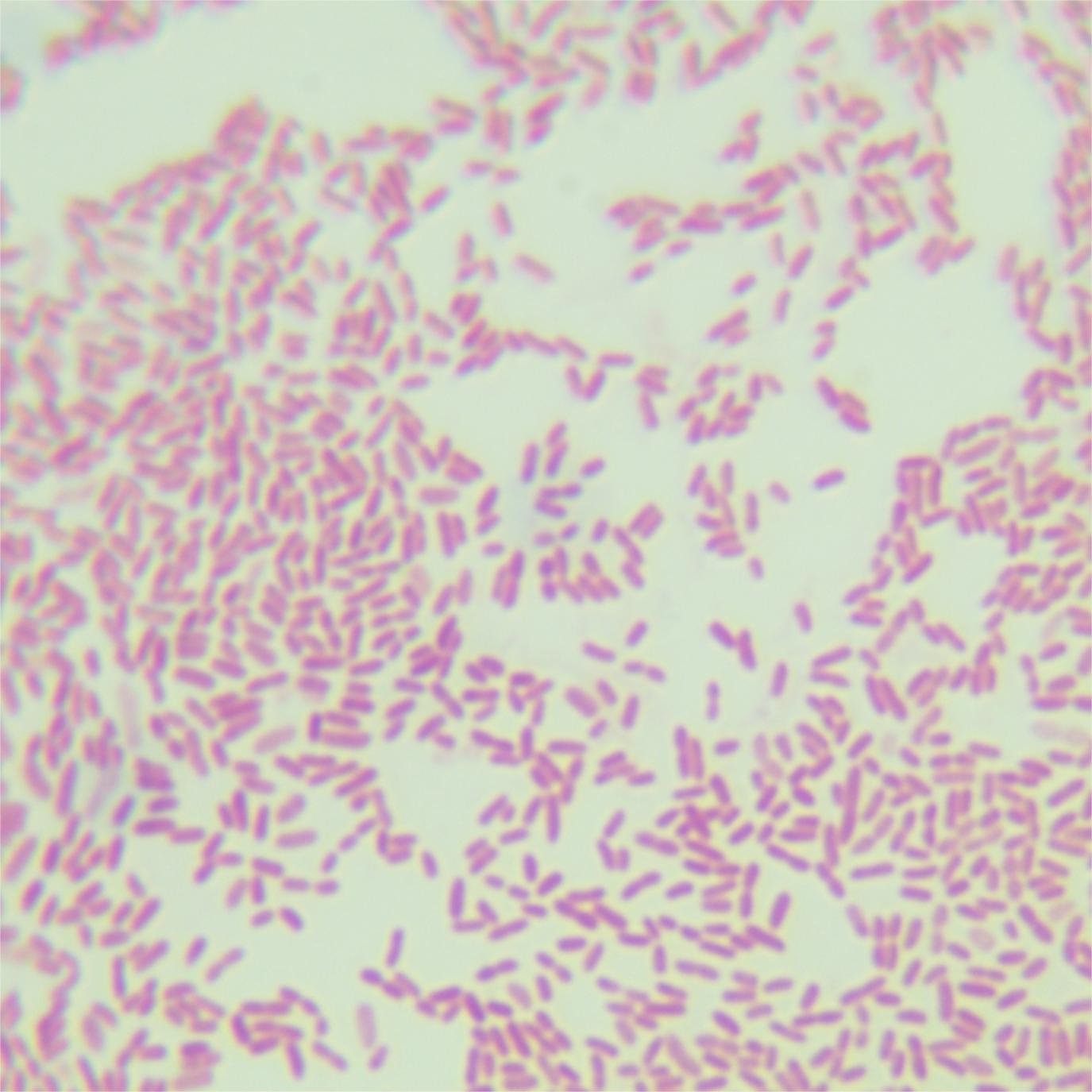 Ranunculus sp.-BNCC