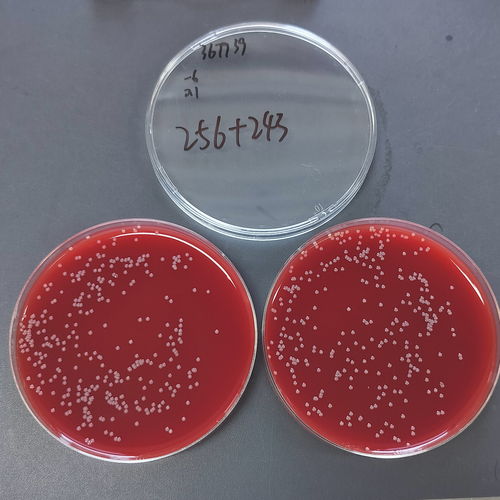 Dry Neisseria gonorrhoeae-BNCC