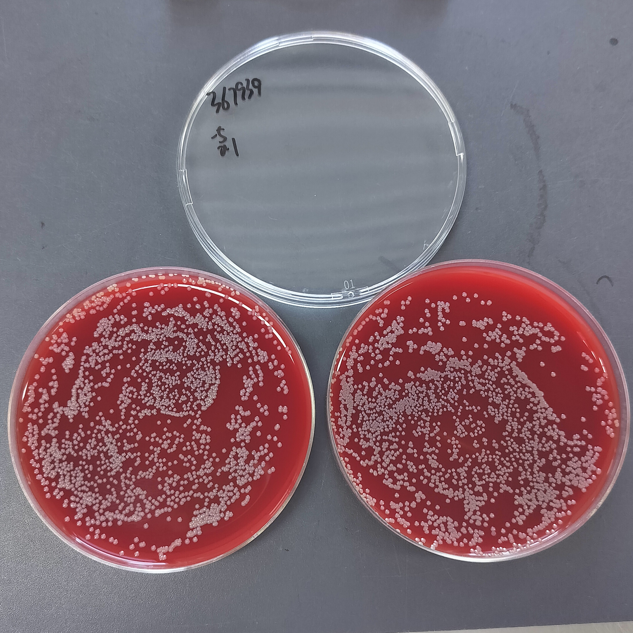 Dry Neisseria gonorrhoeae-BNCC