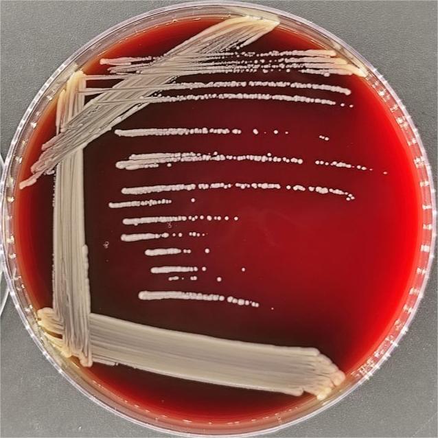 Staphylococcus aureus-BNCC