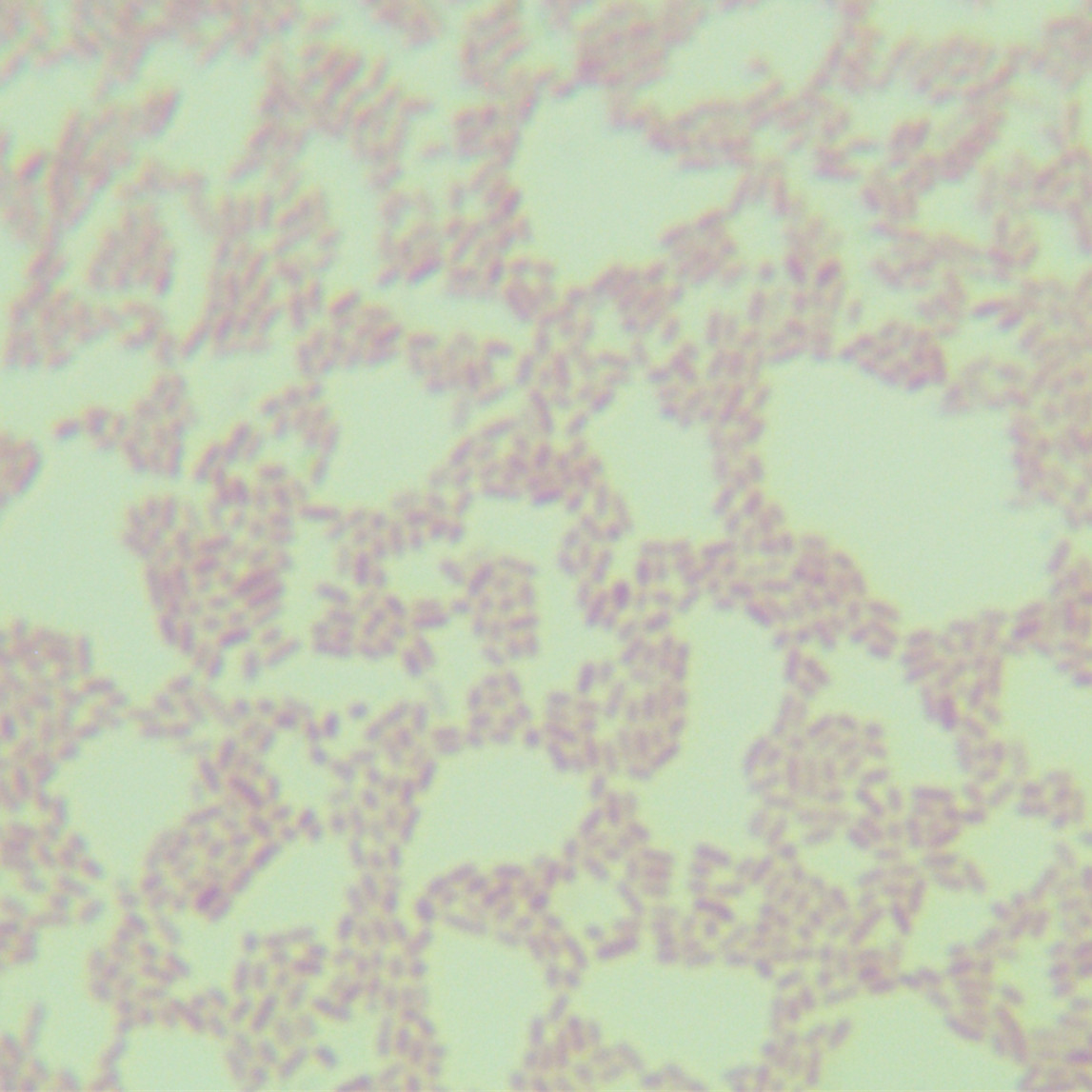Escherichia coli-BNCC