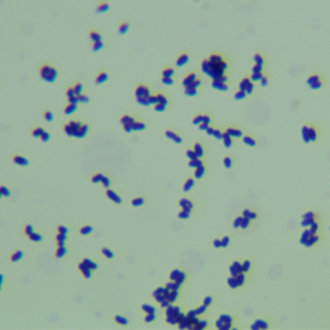 Lactobacillus acidophilus-BNCC