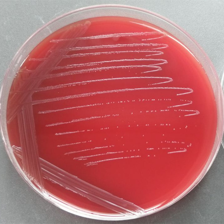 Acid fermented vaginal bacteria-BNCC