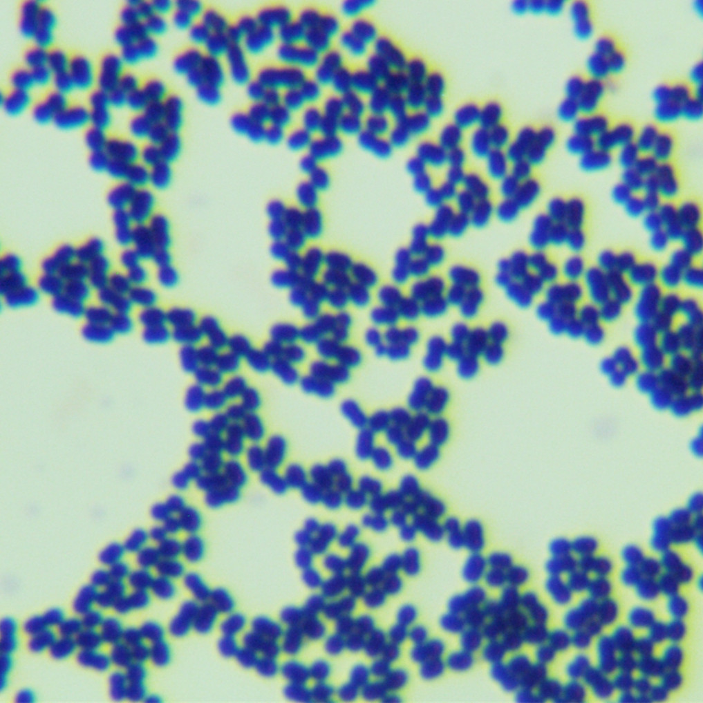Acid fermented vaginal bacteria-BNCC