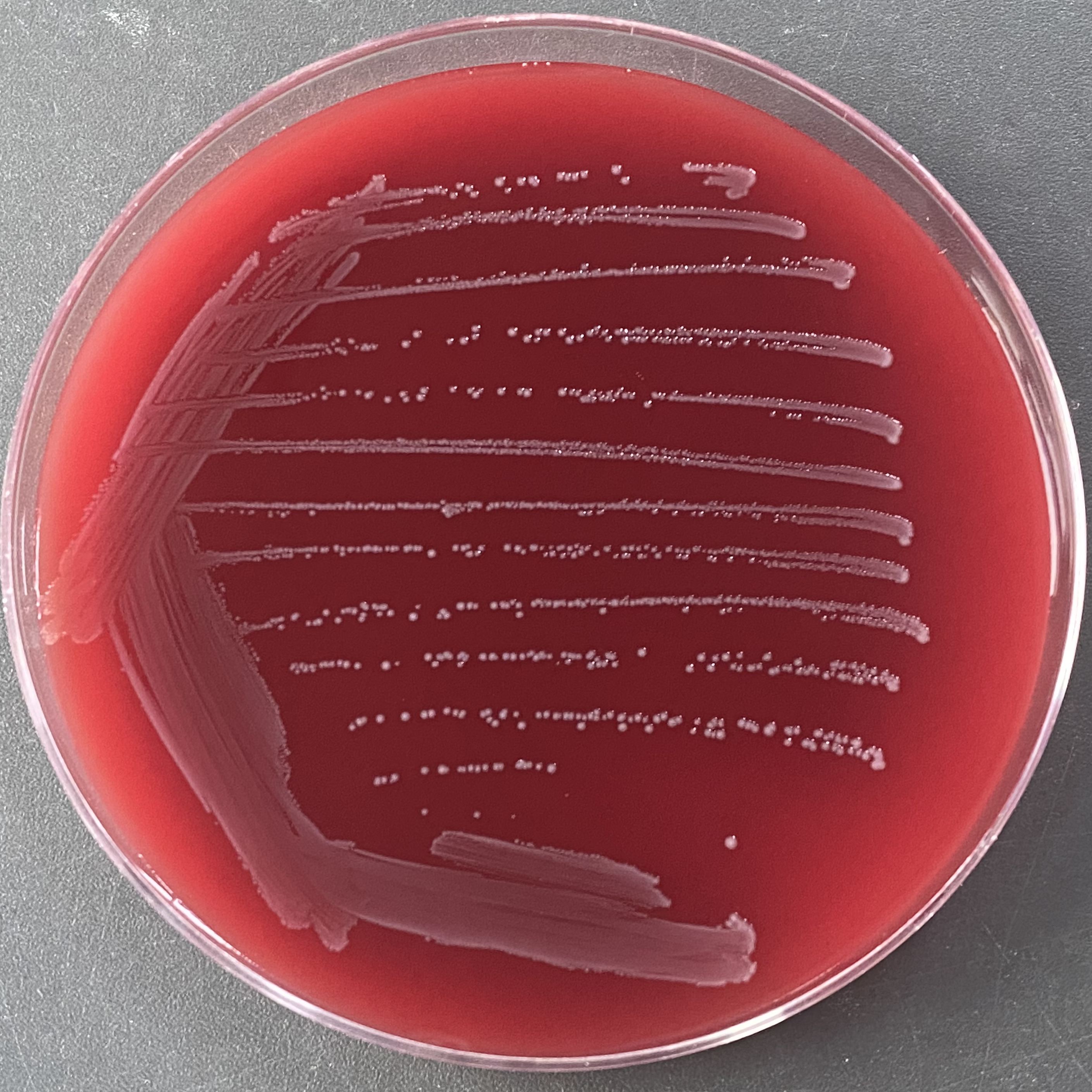 Entomophilic roaming cocci-BNCC