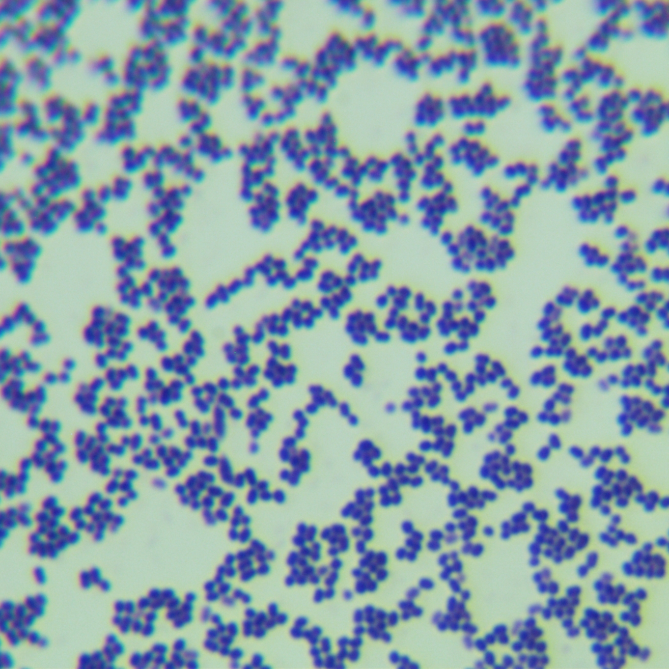 Entomophilic roaming cocci-BNCC