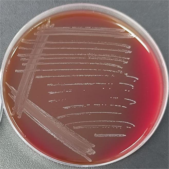 Buried roaming cocci-BNCC