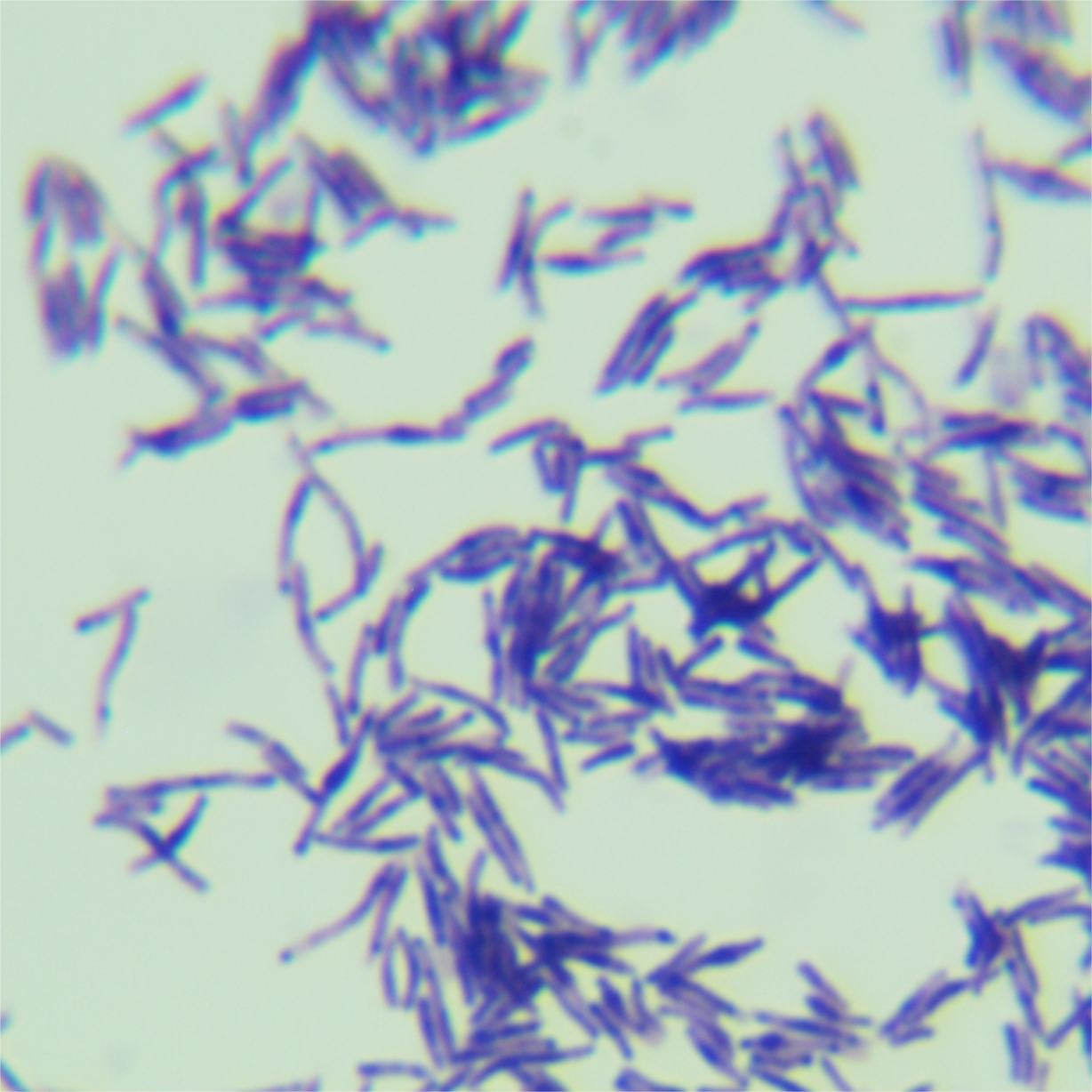 Corynebacterium diphtheriae subspecies-BNCC