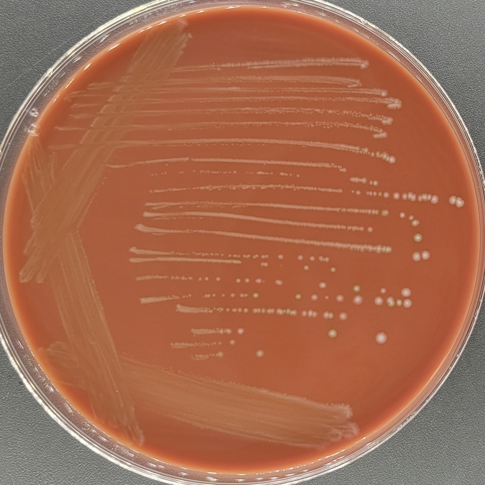 Double chain Enterococcus-BNCC