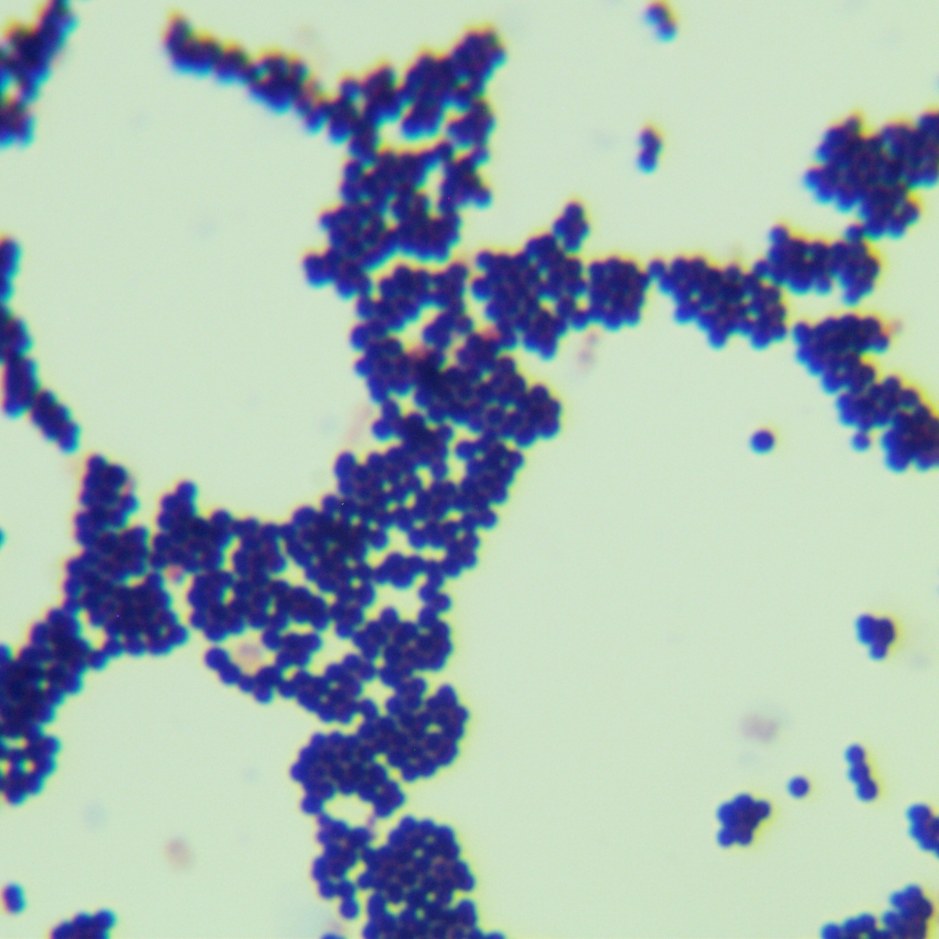 Double chain Enterococcus-BNCC