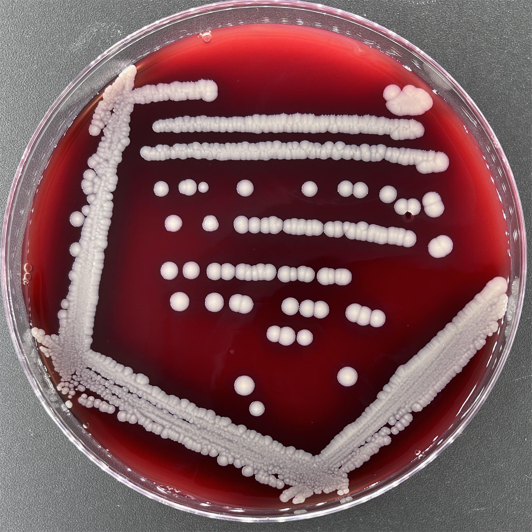 Soil Staphylococcus-BNCC