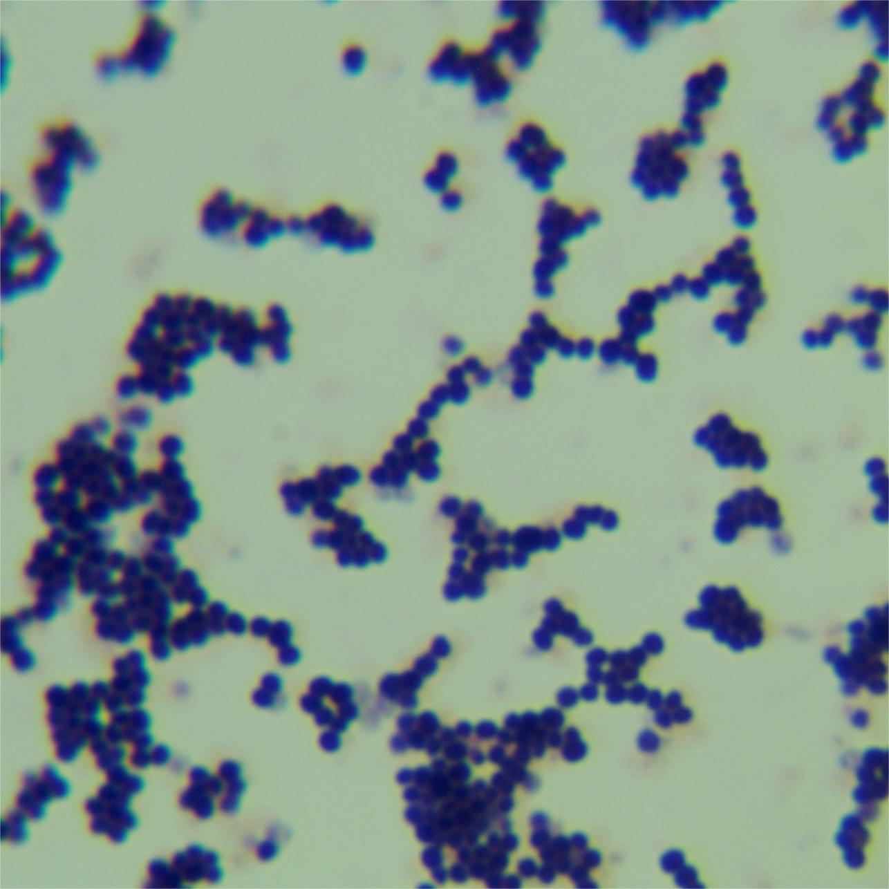 Soil Staphylococcus-BNCC
