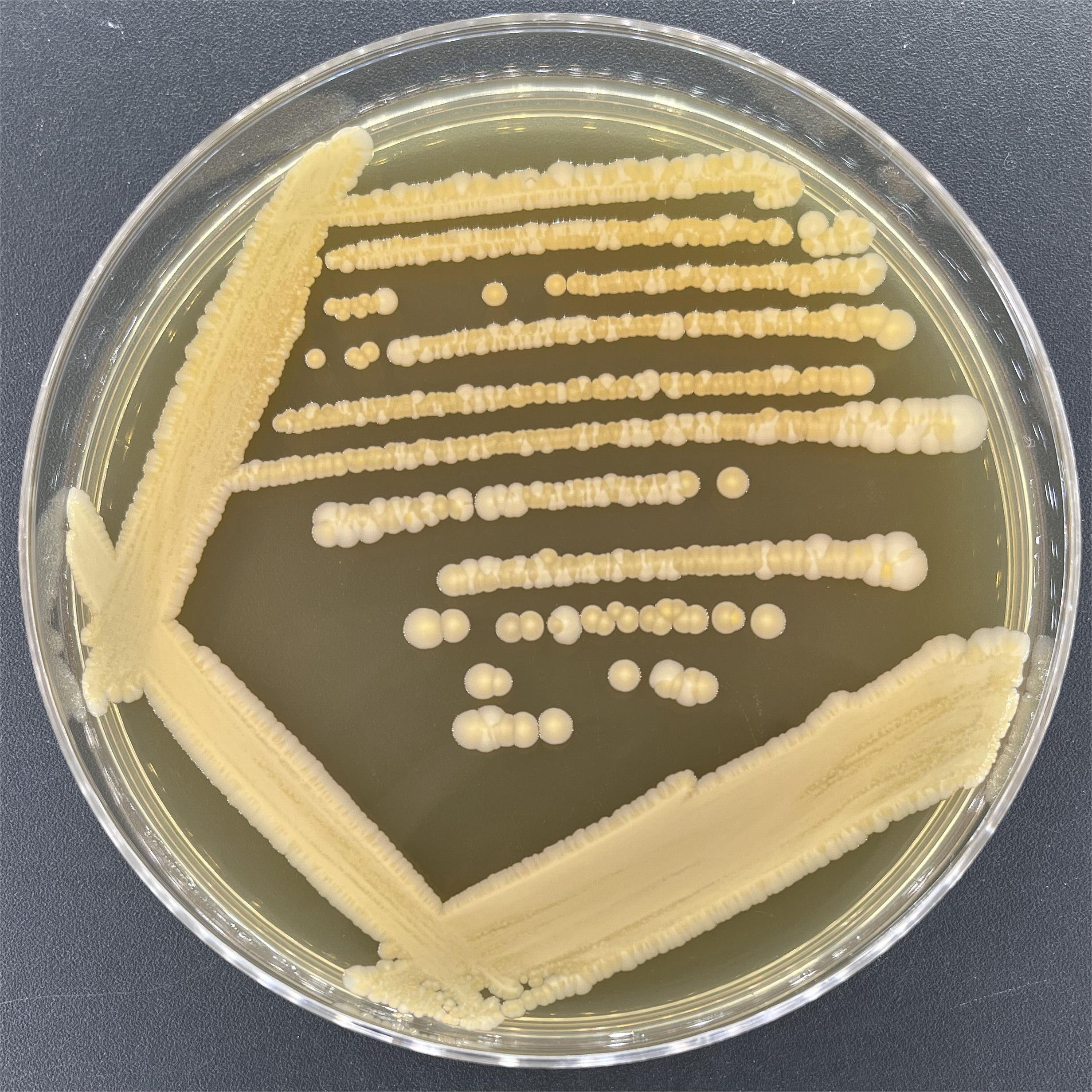 Staphylococcus aureus subsp. aureus-BNCC