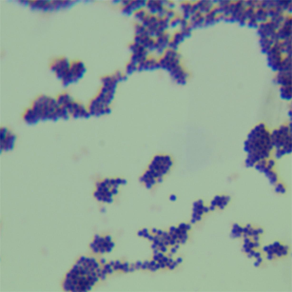 Staphylococcus aureus subsp. aureus-BNCC