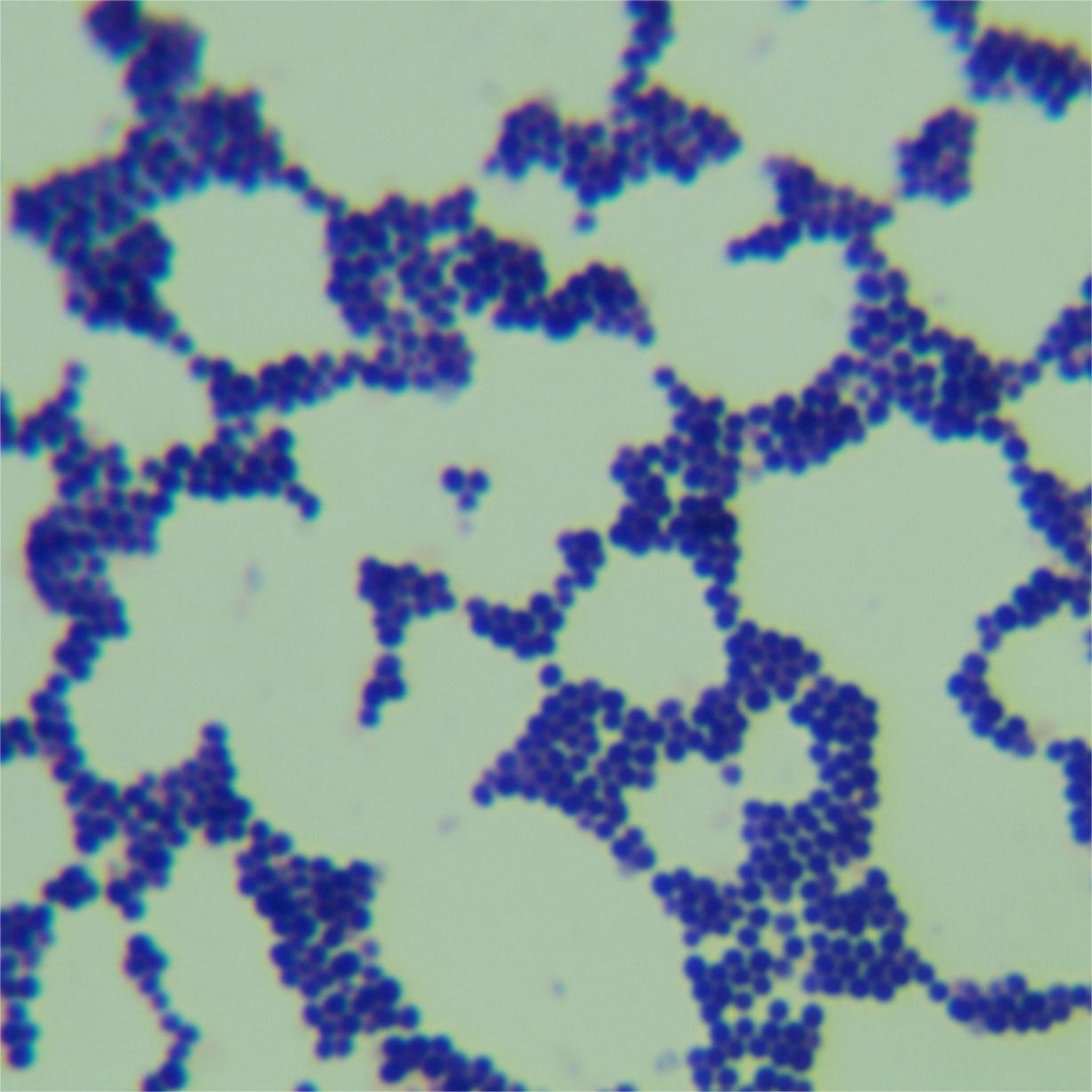 Staphylococcus aureus subsp. aureus-BNCC