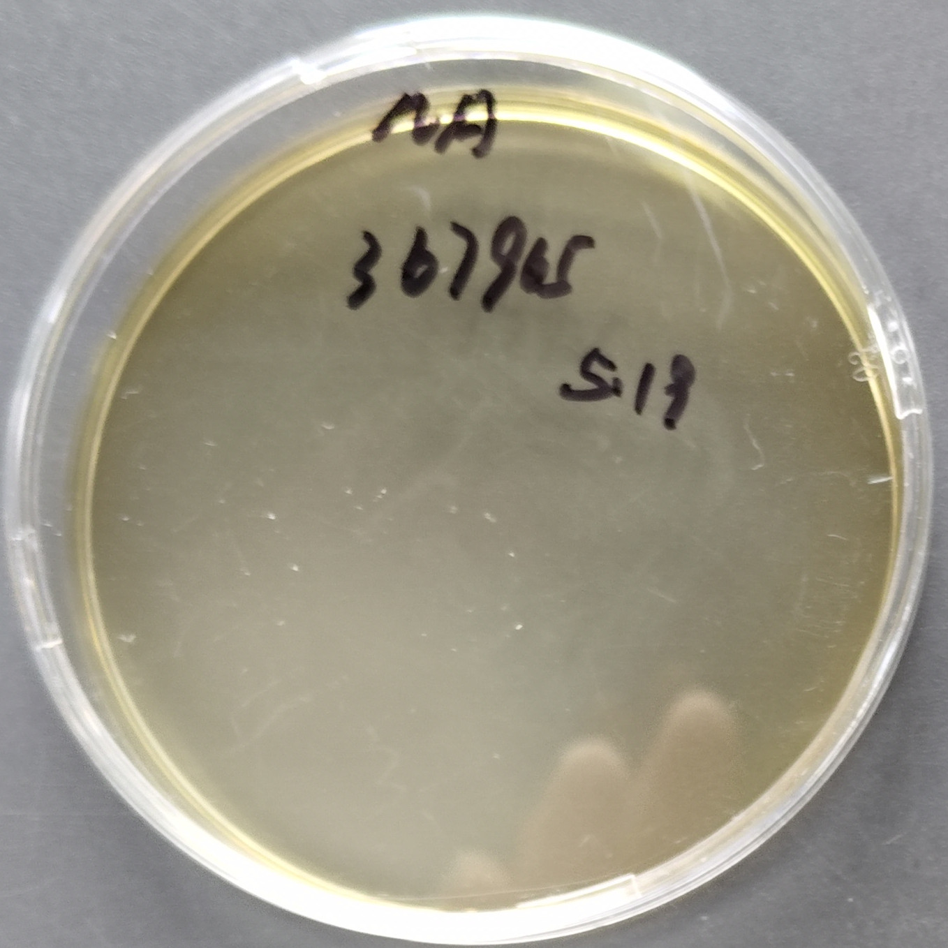 Streptococcus agalactiae-BNCC
