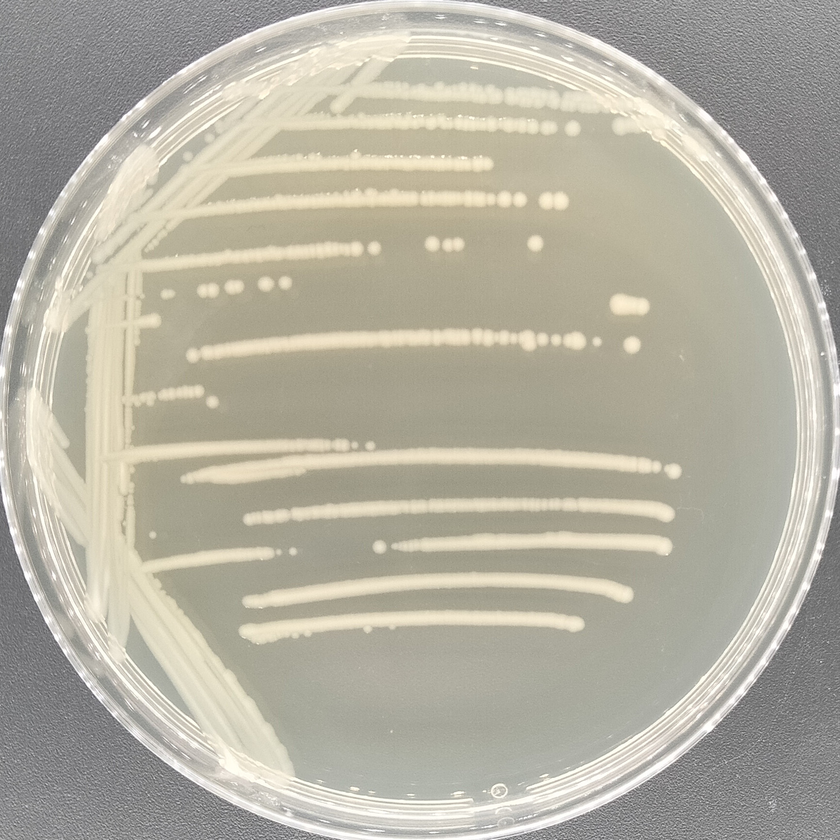 Escherichia coli-BNCC