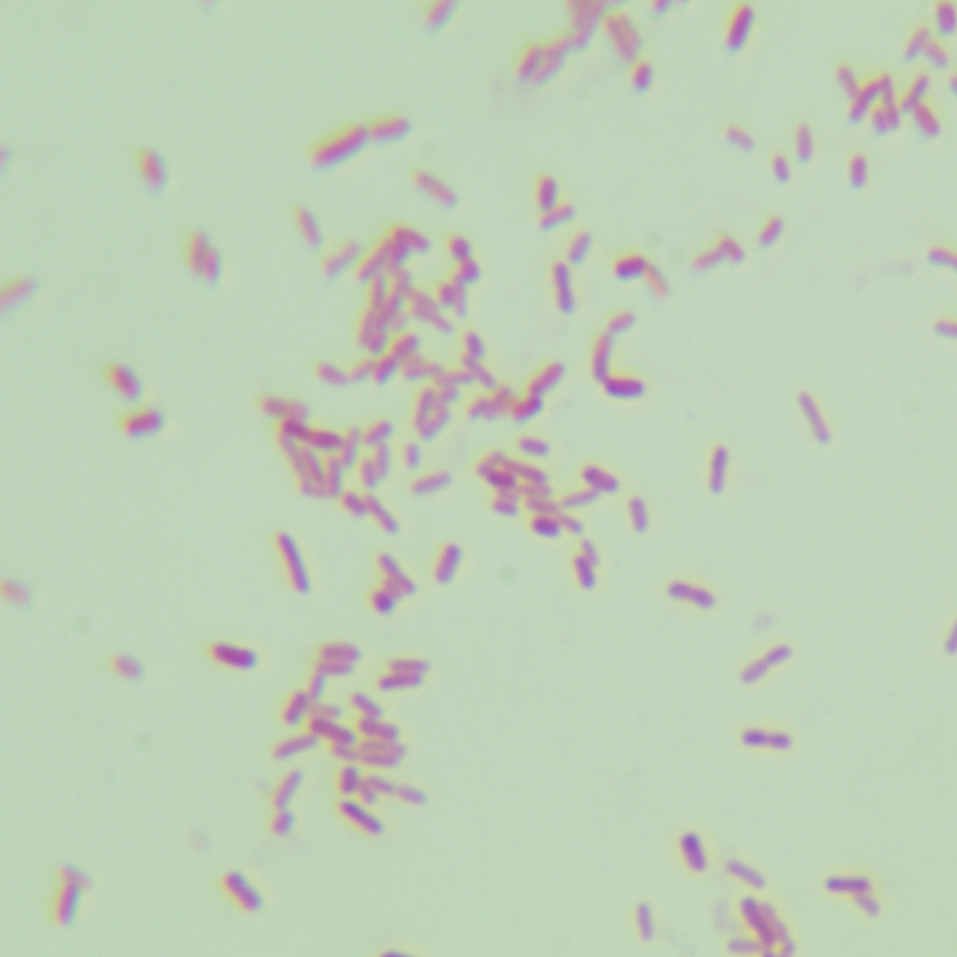 Escherichia coli-BNCC
