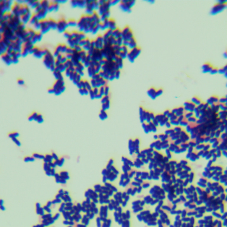 Salivary host associated lactobacilli-BNCC