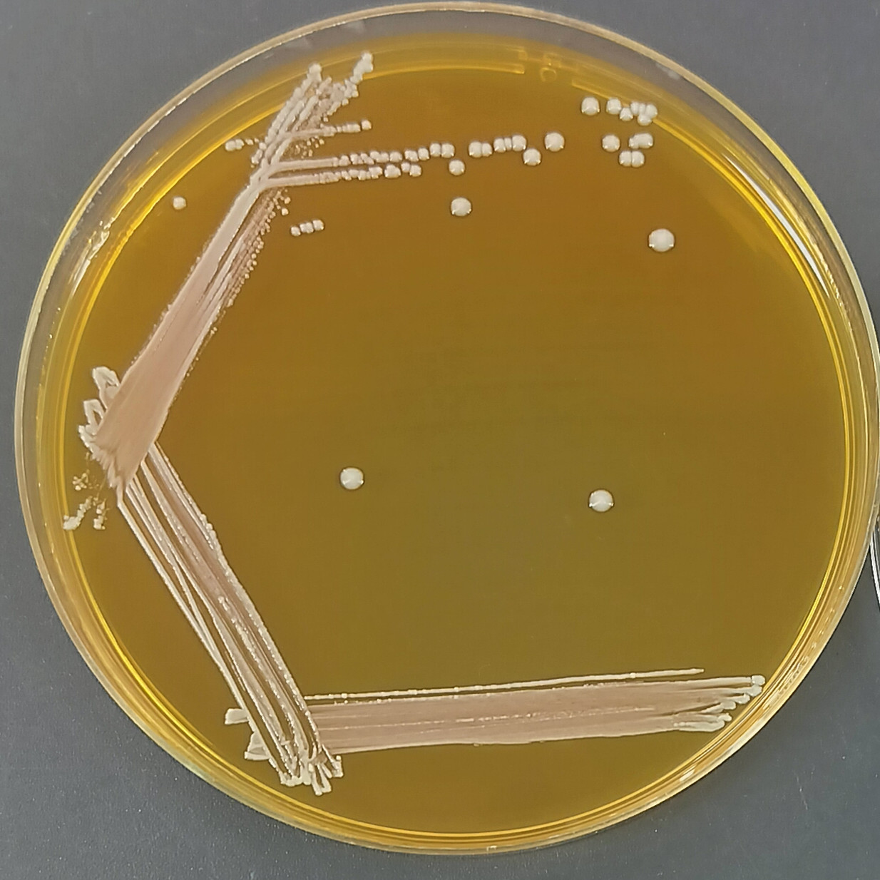Salivary host associated lactobacilli-BNCC