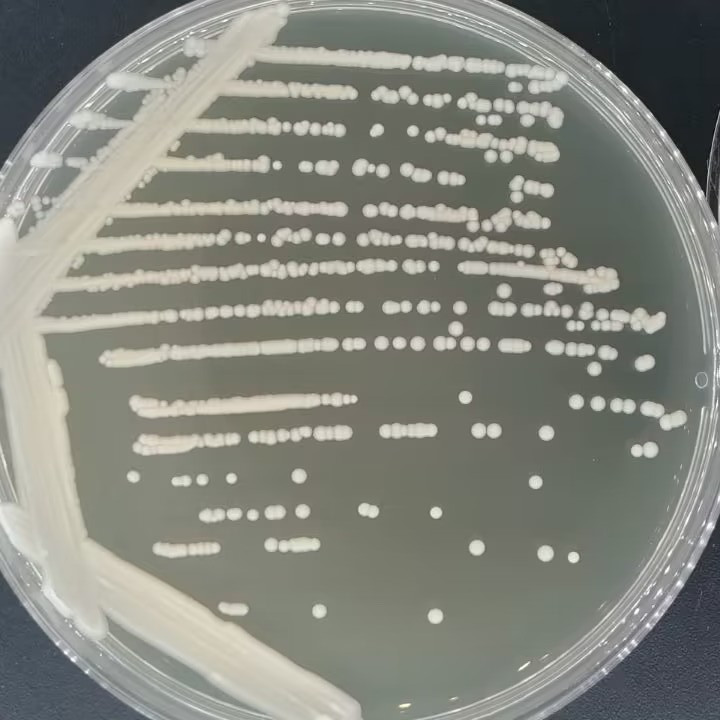 Pichia pastoris-BNCC