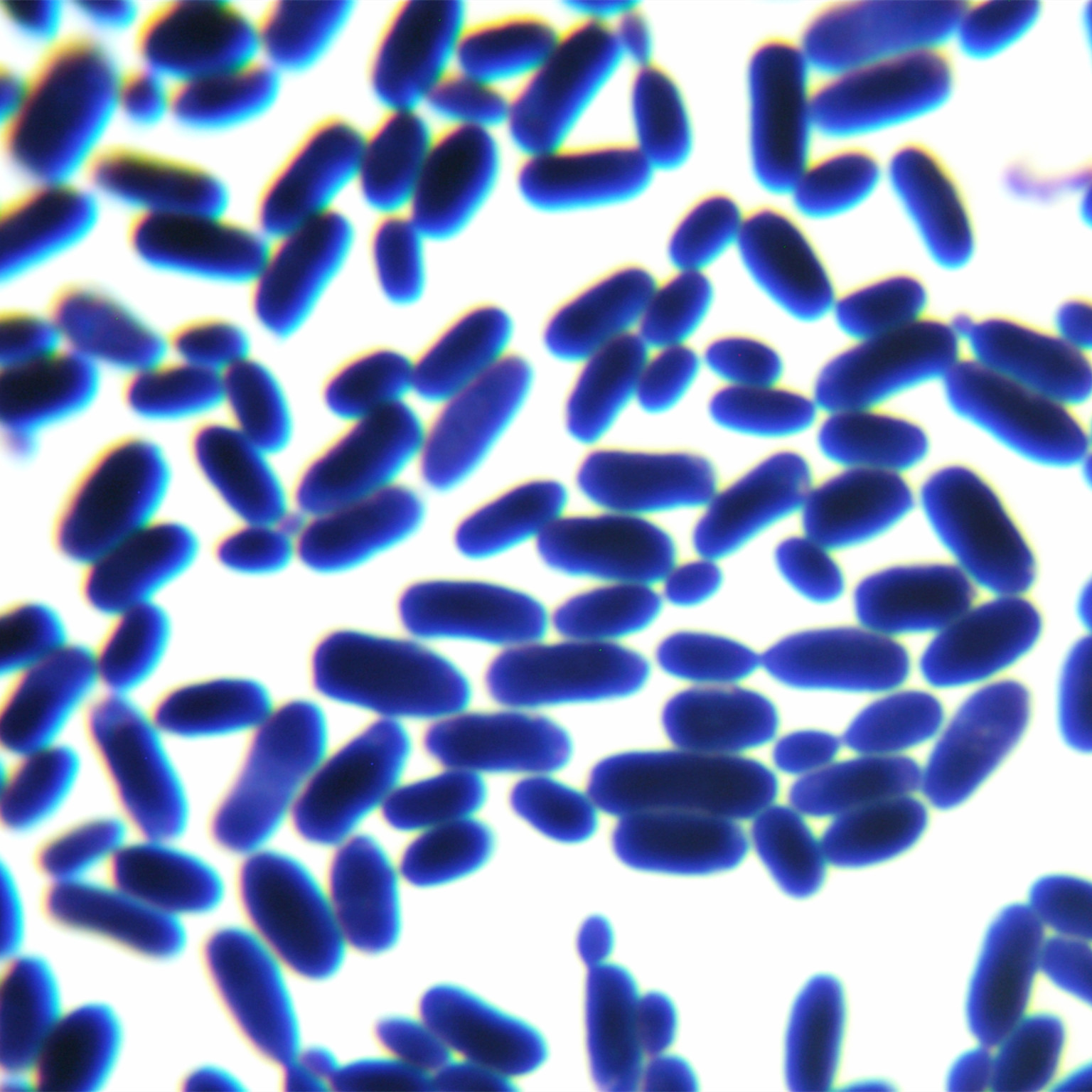 Pichia pastoris-BNCC