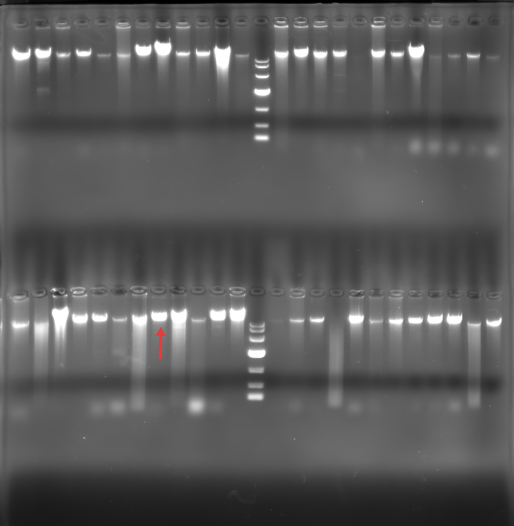 Genomic DNA of Prevotella sp.-BNCC
