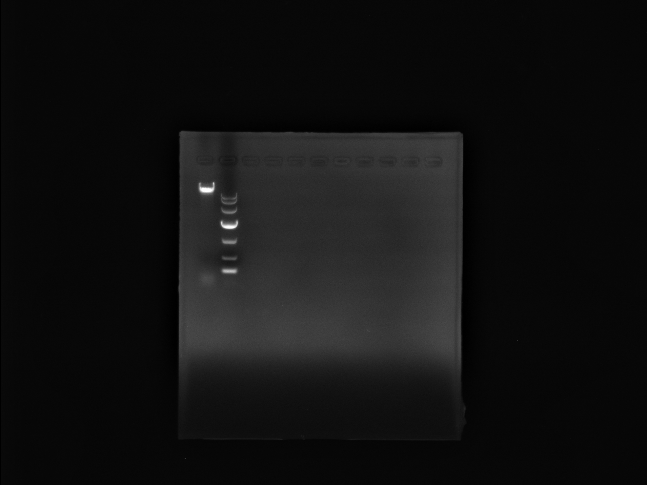 Genomic DNA of Serratia marcescens-BNCC